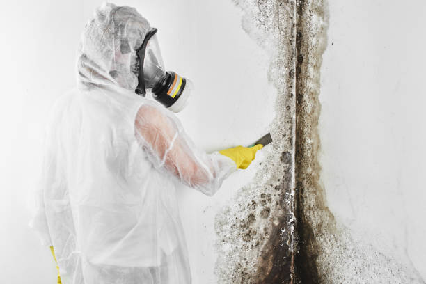 Best Commercial Mold Removal  in Juno Beach, FL