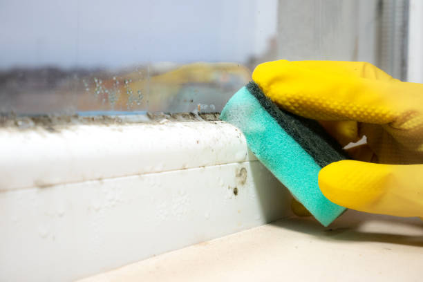 Best Attic Mold Removal  in Juno Beach, FL
