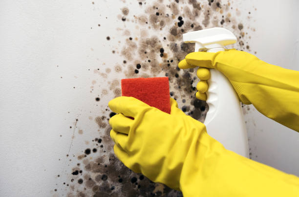 Home Mold Removal in Juno Beach, FL