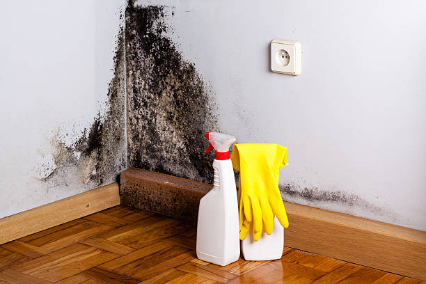 Best Same-Day Mold Removal  in Juno Beach, FL